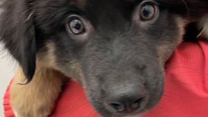 Frau findet ausgesetzten Hundewelpe – Polizei sucht Zeugen