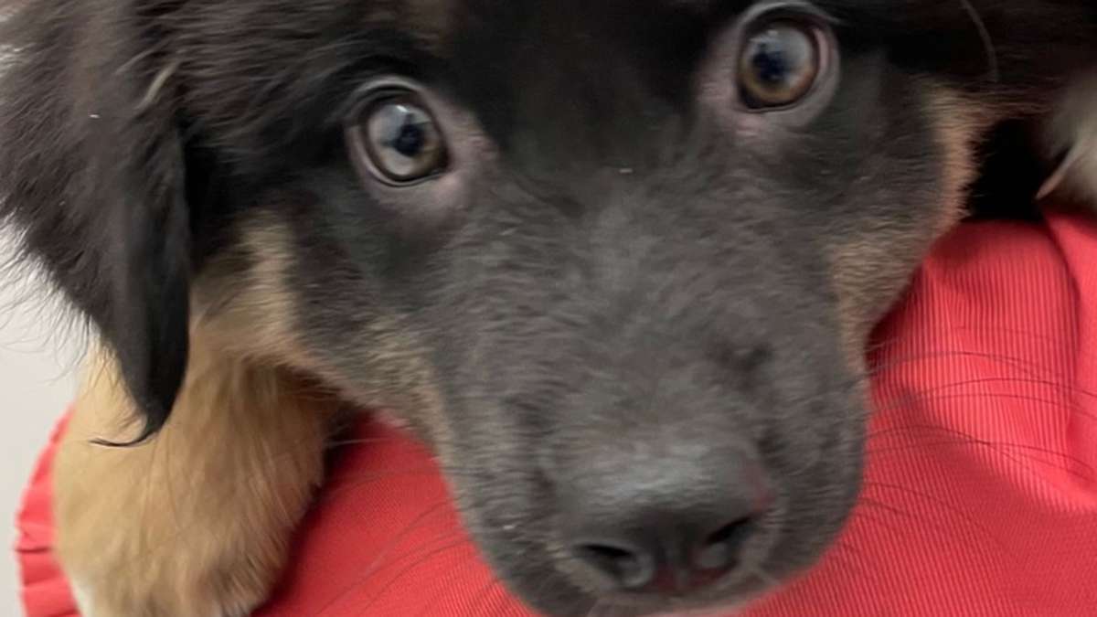 Achern im Ortenaukreis: Frau findet ausgesetzten Hundewelpe – Polizei sucht Zeugen