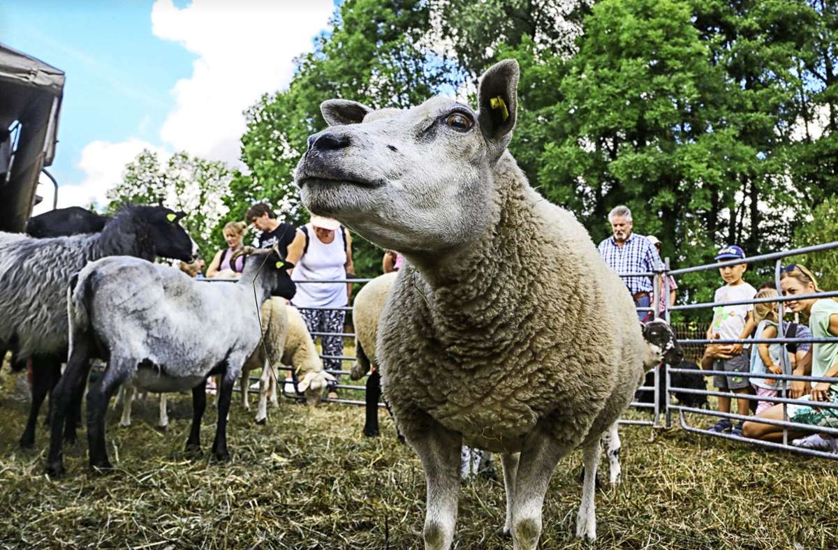 Schafwollfestival in Gronau: Auf den Dorfwiesen ist  tierisch was los
