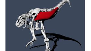 T. Rex ging etwas langsamer als ein Mensch