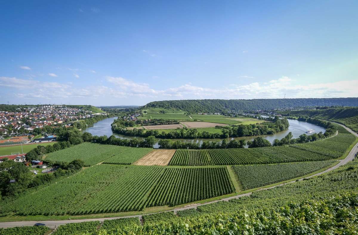 Neckarschleife in Mundelsheim: Wo der Neckar eine Schleife macht