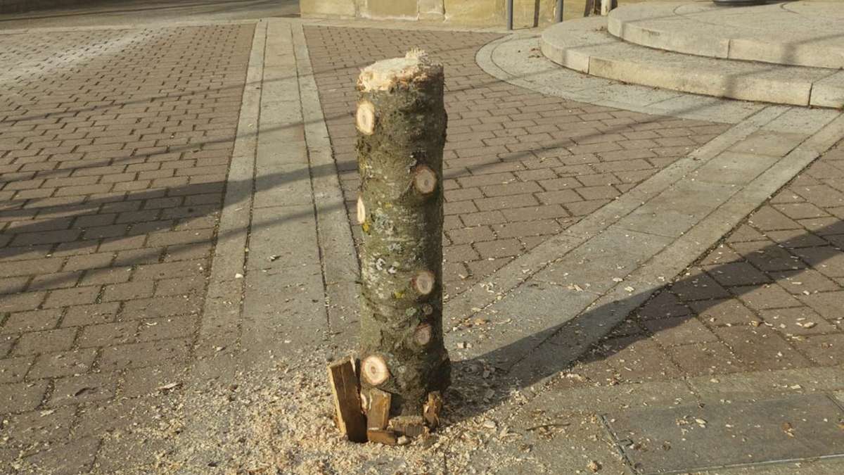Sabotage in Aidlingen: Unbekannte sägen  Narrenbaum um