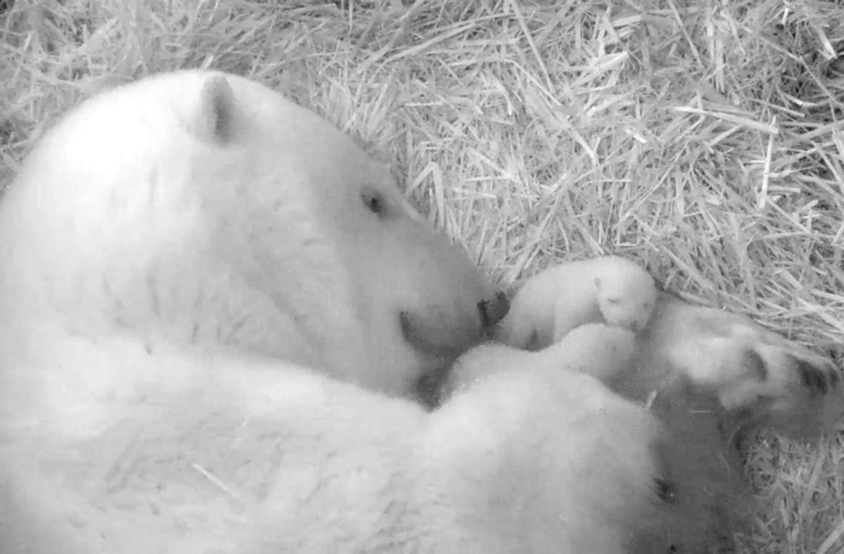Eisbären-Nachwuchs im Rostocker Zoo