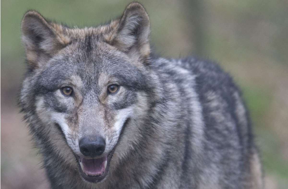Wildtiere in Baden-Württemberg: Noch einen Wolf zieht es in den Südwesten