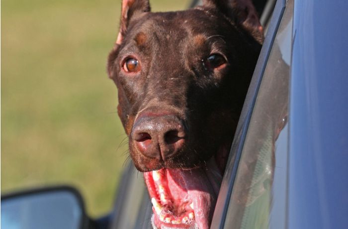 Heidelberg: Polizei befreit Hund aus heißem Auto