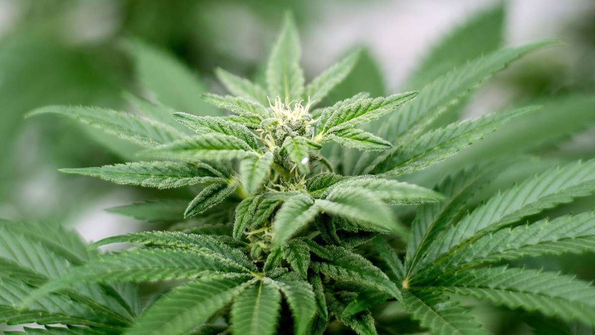 Drogen: Lauterbach will Cannabis-Legalisierung retten