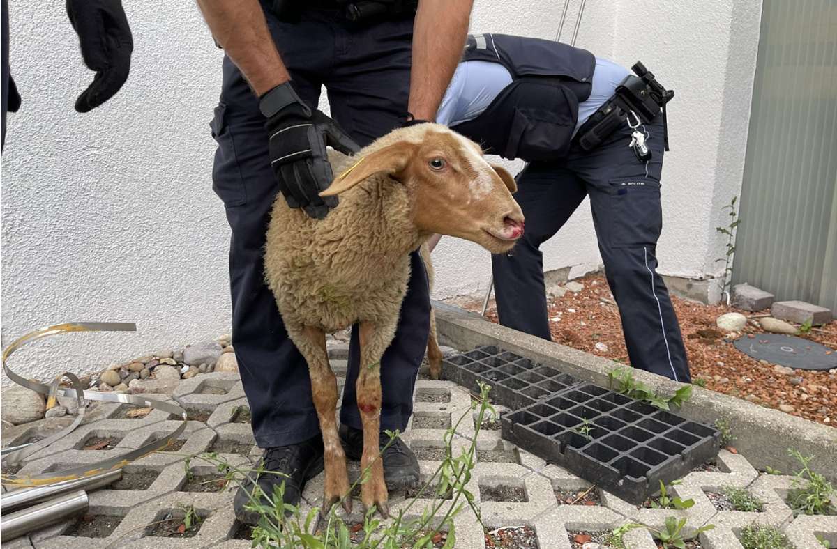 Tierische Verfolgungsjagd: Polizei jagt Schaf mitten in Leonberg