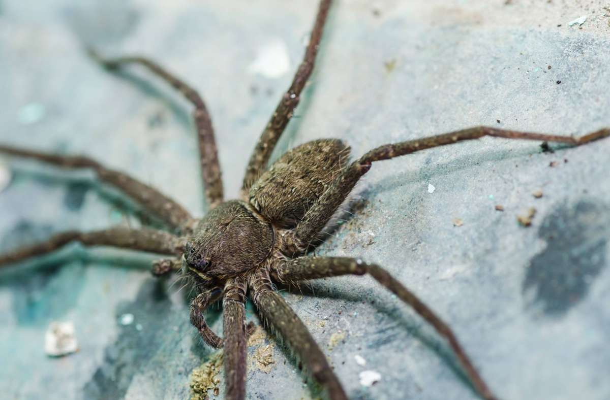 Tierischer Einsatz im Kreis Biberach: Frau entdeckt große Spinne in Auto – Polizei rückt an