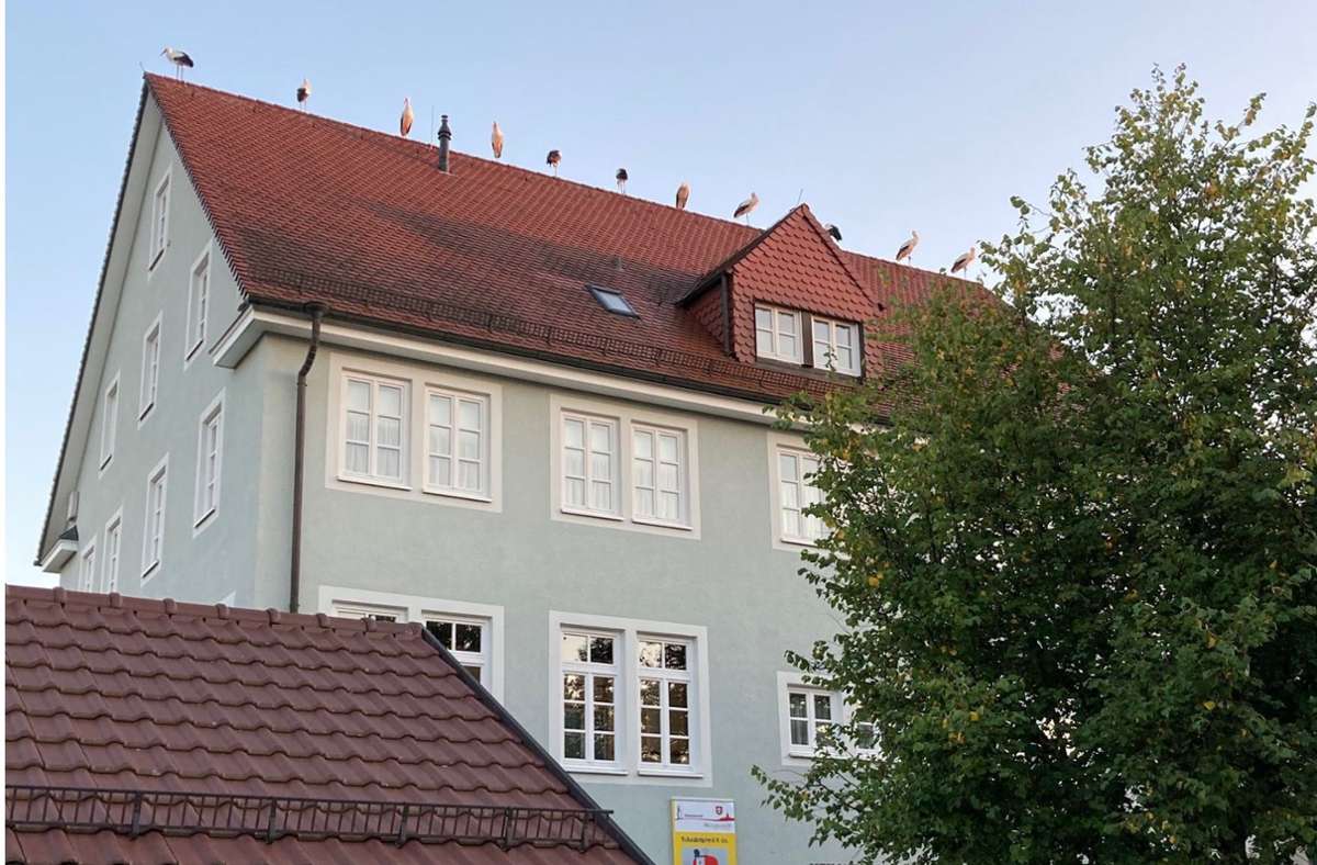 In Holzgerlingen: Störche statten dem Heimatmuseum einen Besuch ab