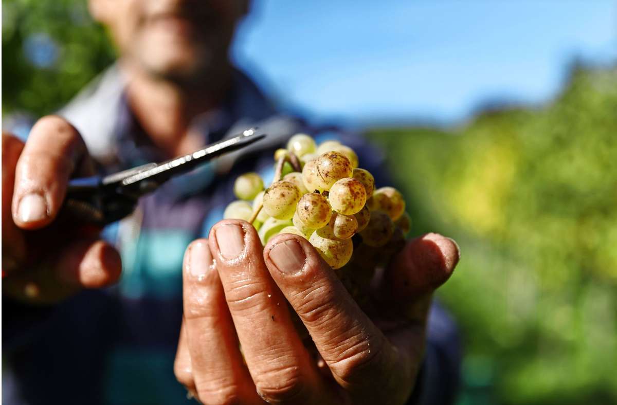 Weinlese im Kreis Ludwigsburg: Gute Aussichten auf  hervorragenden Weinjahrgang