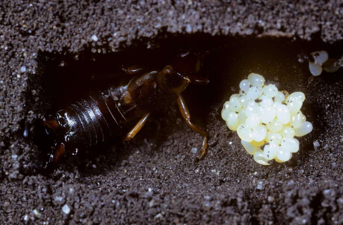 Sind sie die Ursache?: Insektenfund in Sindelfinger Wasser-Hochbehälter