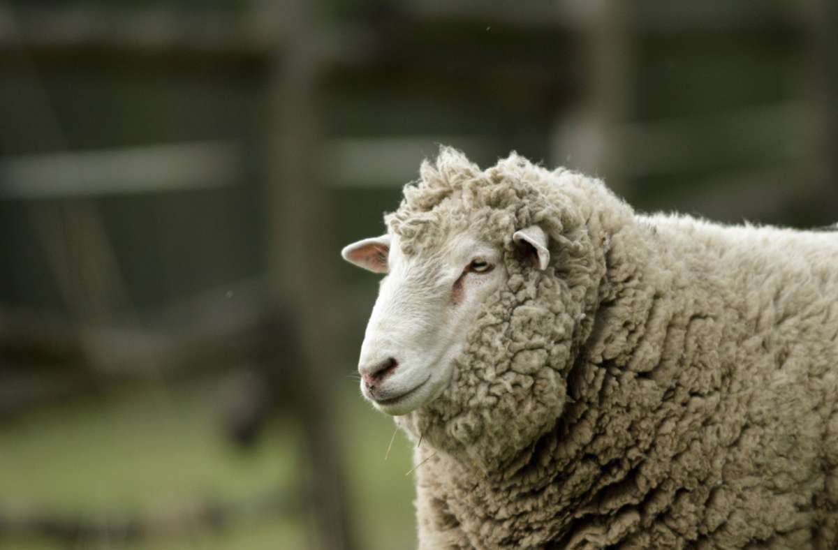 Tierischer Einsatz in Bayern: Polizist trägt trauerndes Schaf  von Gleisen