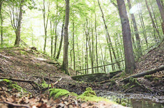 Jubiläumsjahr für den Naturpark Schönbuch: Der Naturpark wird 50 Jahre alt