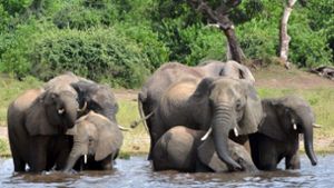 Medienbericht: Botswana will 20 000 Elefanten an Deutschland abgeben