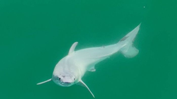 Möglicherweise erstmals neugeborener Weißer Hai fotografiert