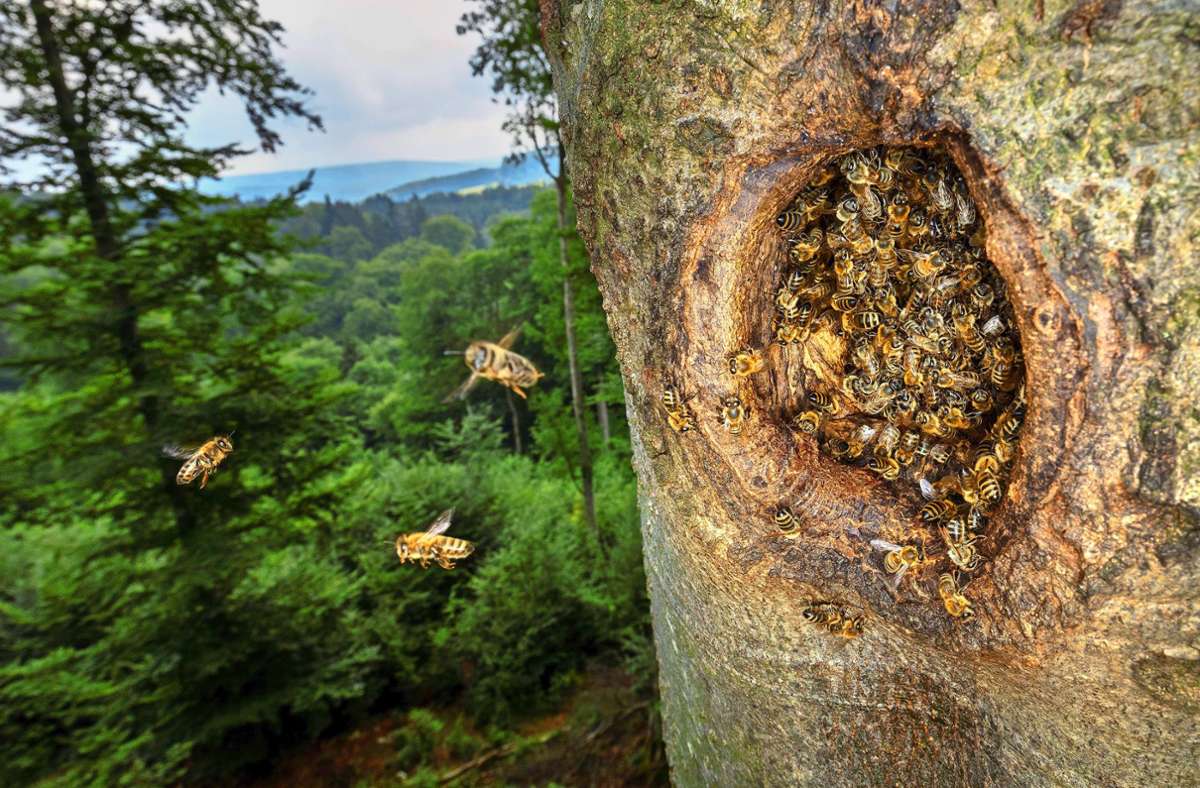 Die Honigbienen, die sich auf der Schwäbischen Alb  fast ausschließlich in Baumhöhlen des Schwarzspechts einquartieren, entstammen  Völkern, die irgendwann Imkern entkommen sind.