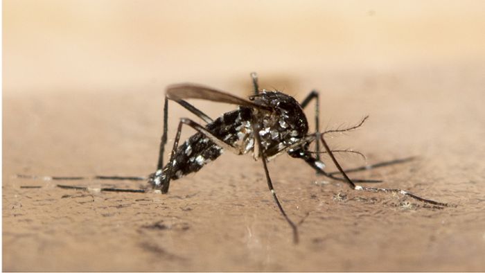 Wird 2024 ein schlimmes Mückenjahr?