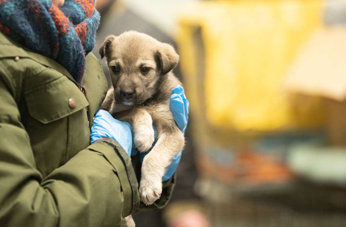 Krieg in der Ukraine: Tierschützer retten zurückgelassene Haustiere
