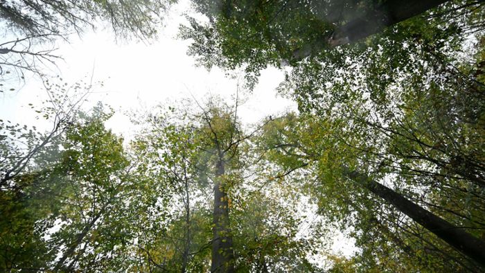 Wald hat sich im Regen nur leicht erholt - Hauk wirbt für Mischwald