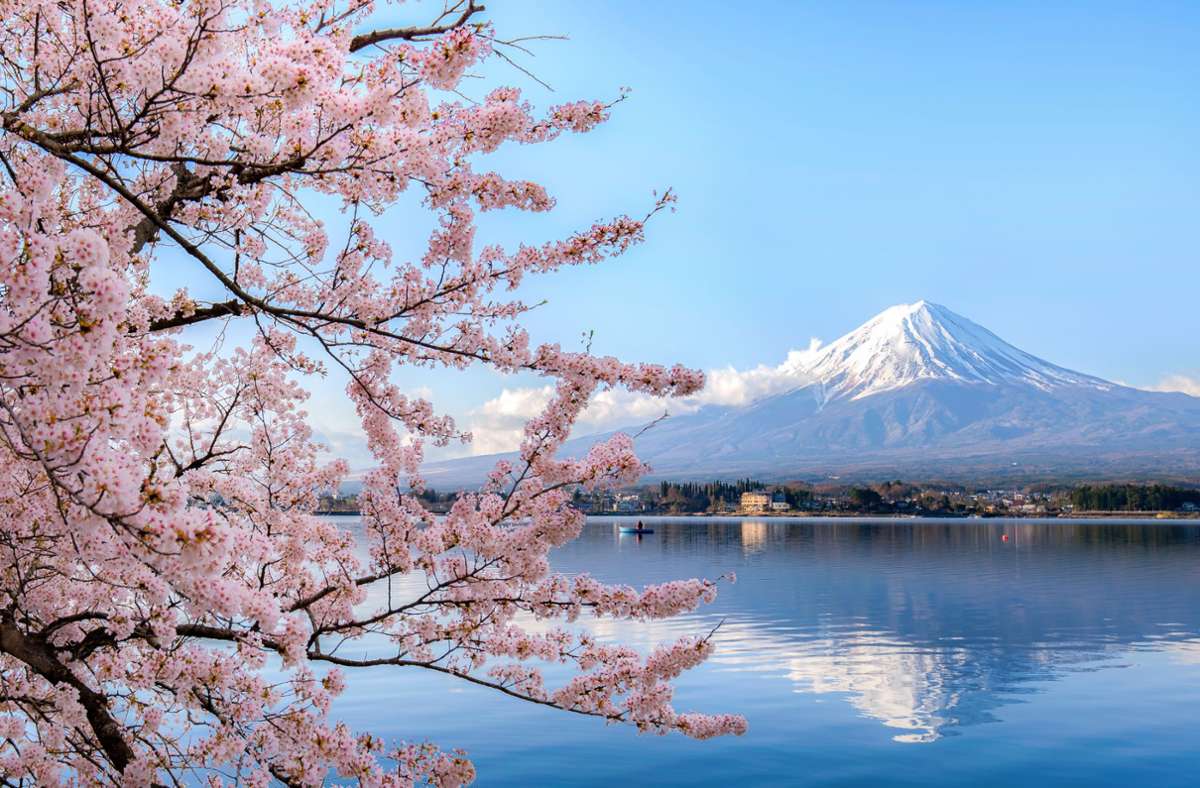 So sehen Sieger aus: der Fuji in Japan während der Kirschblüte.