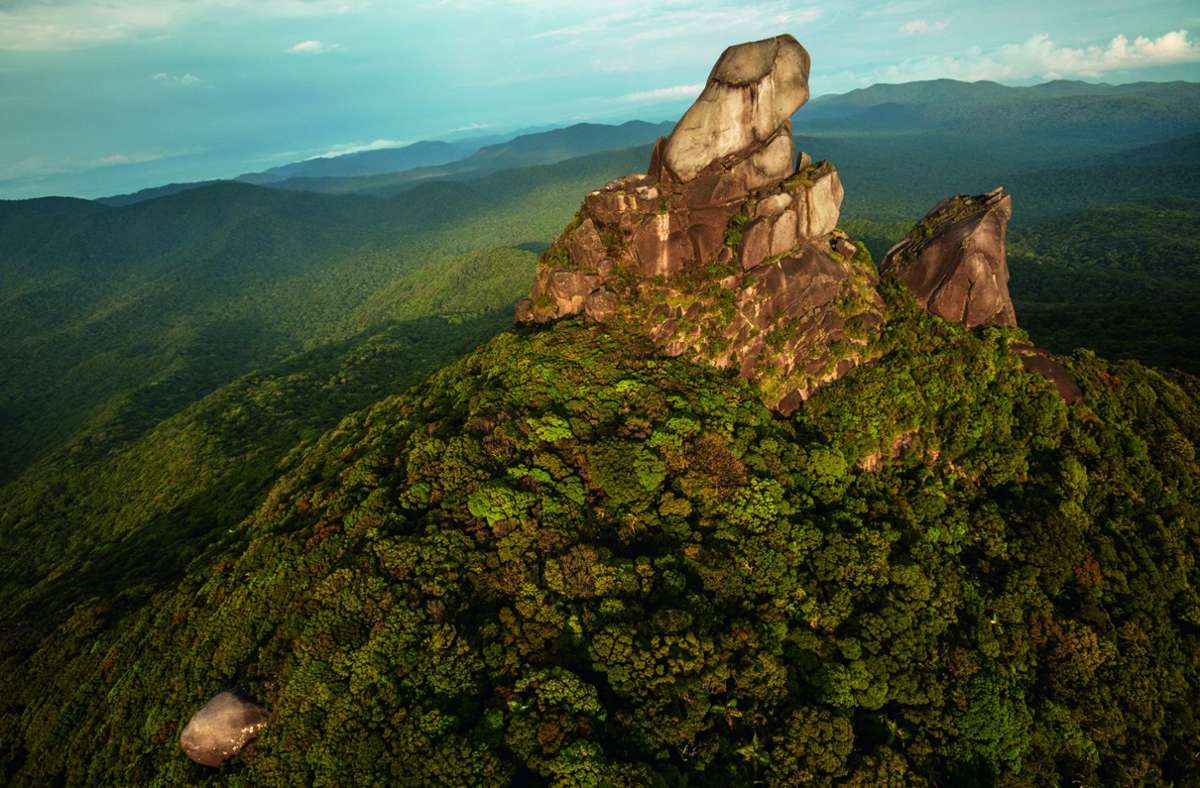Der älteste Regenwald der Welt liegt in Queensland, Australien.