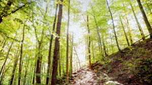 Ideen für die Zukunft des Waldes