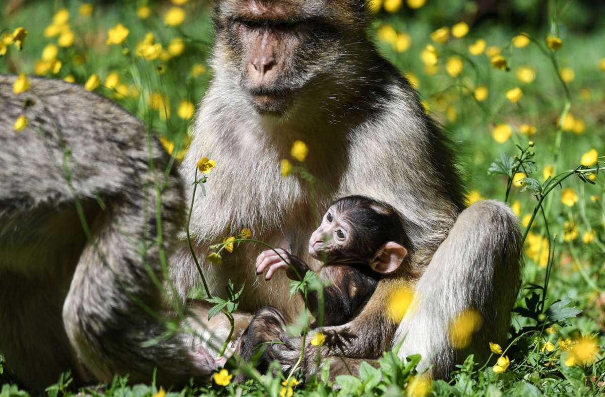 Nachwuchs am Affenberg Salem: Vier kleine Berberaffen zur Welt gekommen