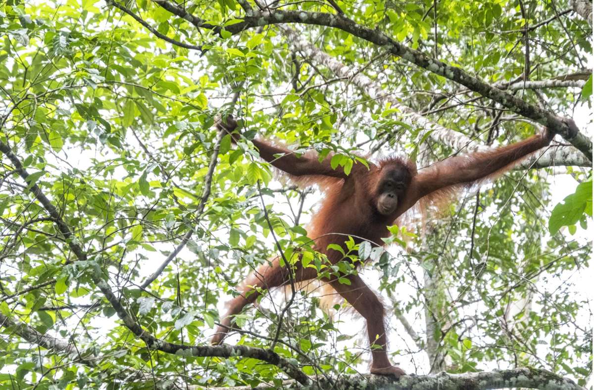 Bei der Kommunikation mit ihren Artgenossen  greifen die Orang-Utans wie andere Menschenaffen auf einen kommunikativen und kognitiven Werkzeugkasten zurück.