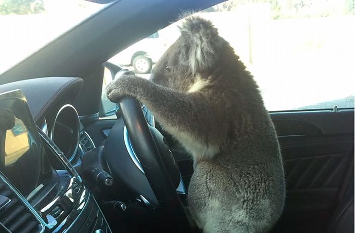 Australien: Koala am Steuer –  Beuteltier löst Massenkarambolage aus