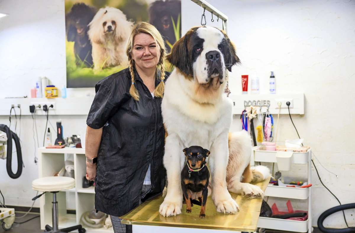 Hundefriseurin aus Grafenau: Eine Pudel-Expertin für die US-Amerikaner