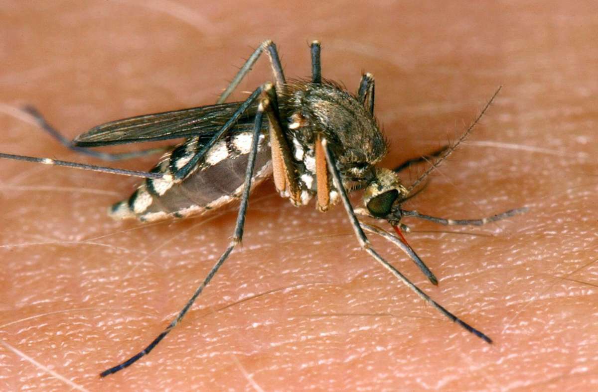 Eine Mücke saugt Blut aus der Haut eines Menschen.