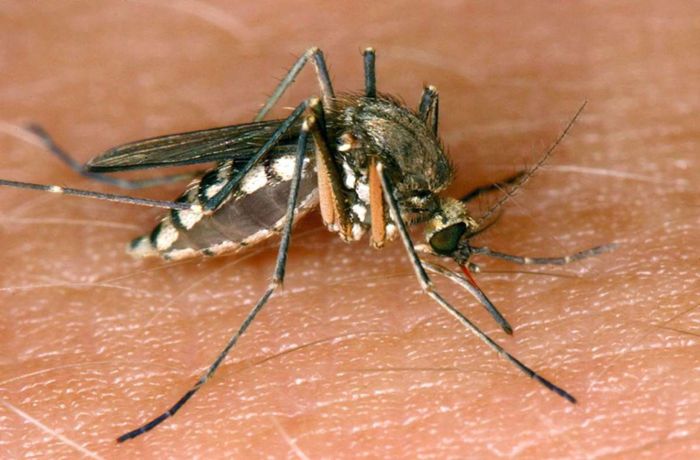 Vorsicht: Diese Mücken übertragen beim stechen Krankheiten