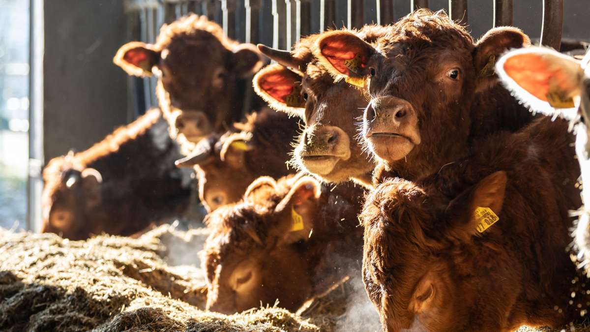 Stuttgart: Wieder mehr Rinder im Südwesten geschlachtet