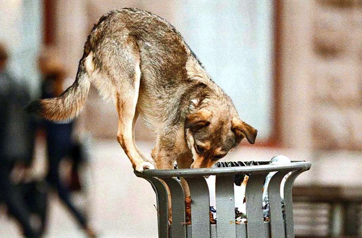 Tiere in Coronazeiten: Hunderetter stoßen an ihre Grenzen