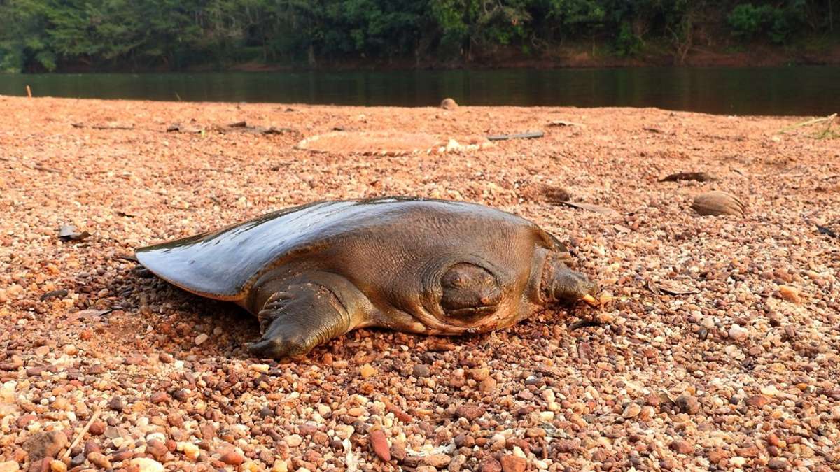 Cantors Riesen-Weichschildkröten sind in Flüssen Süd- und Südostasiens heimisch.