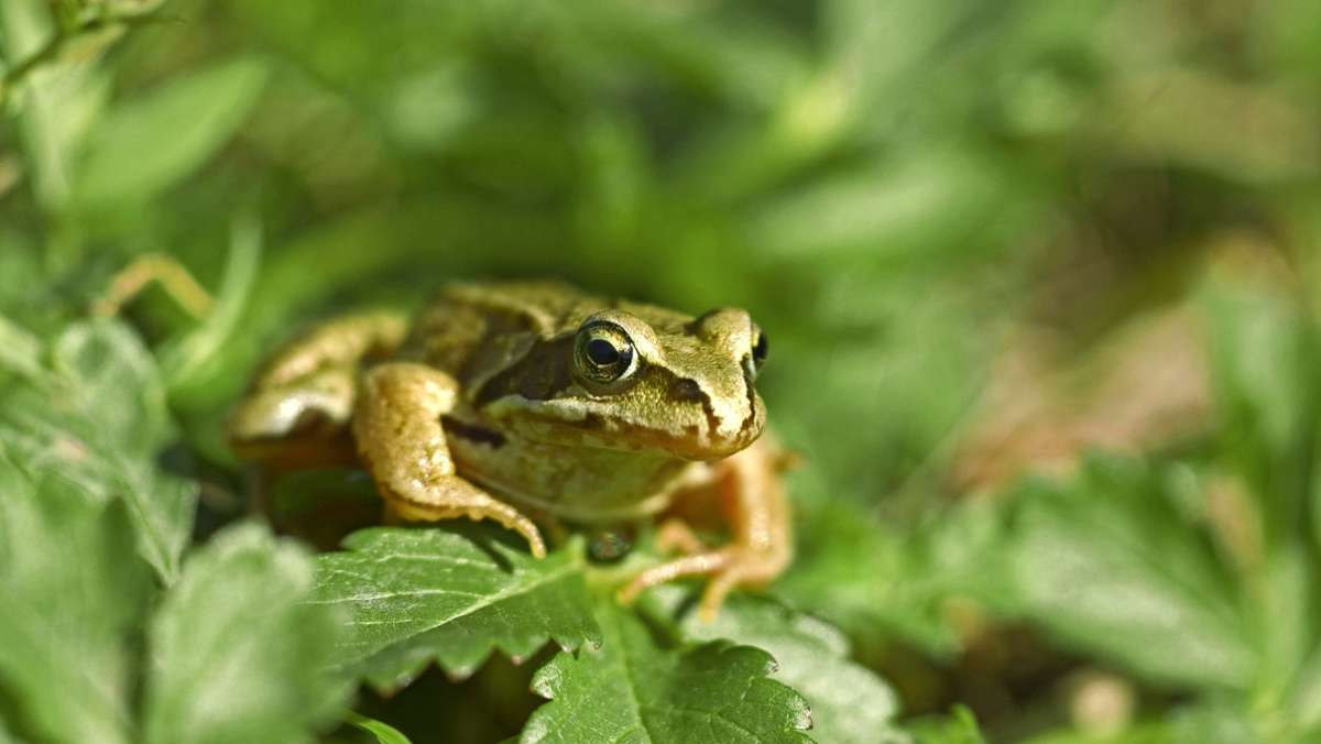 Amphibienwanderung: Diese Arten bereiten Naturschützern Sorgen