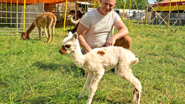 Tierschützer  zeigen Alpaka-Zirkus an