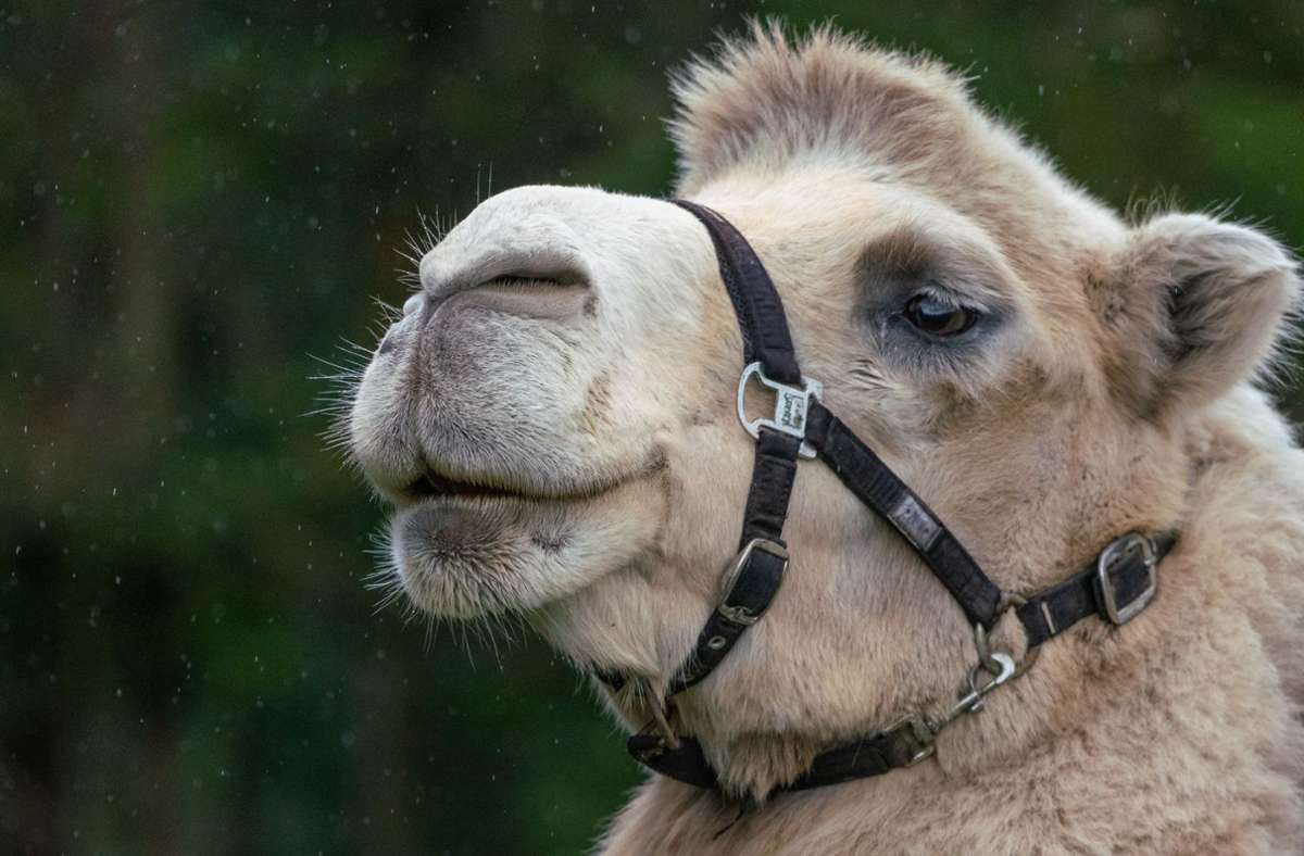 Der  2006 geborene Djabi ist auf dem Hof das einzige Kamel mit weißem Fell.