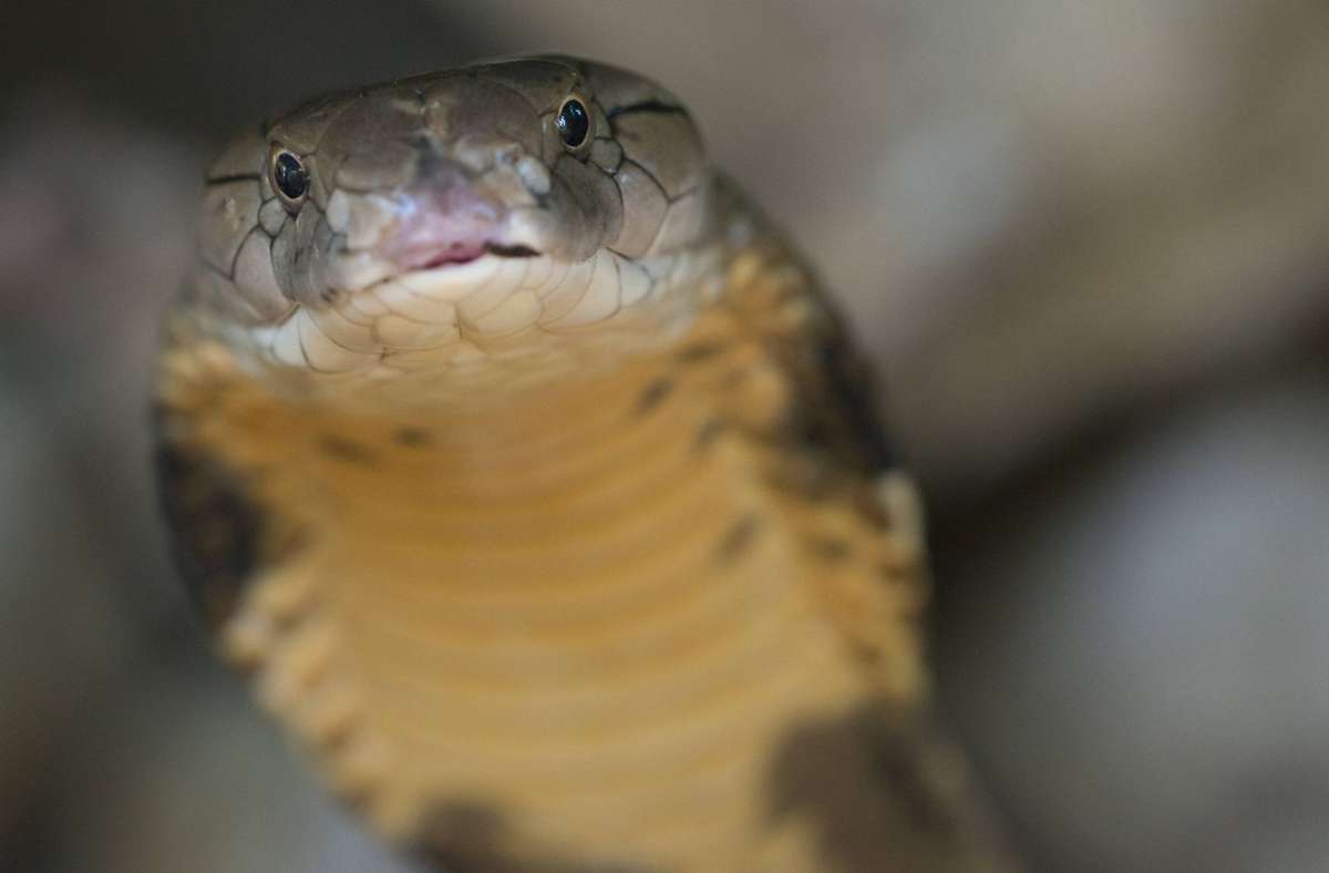 Vorfall in Indien: Junge beißt laut Medienbericht giftige Kobra tot