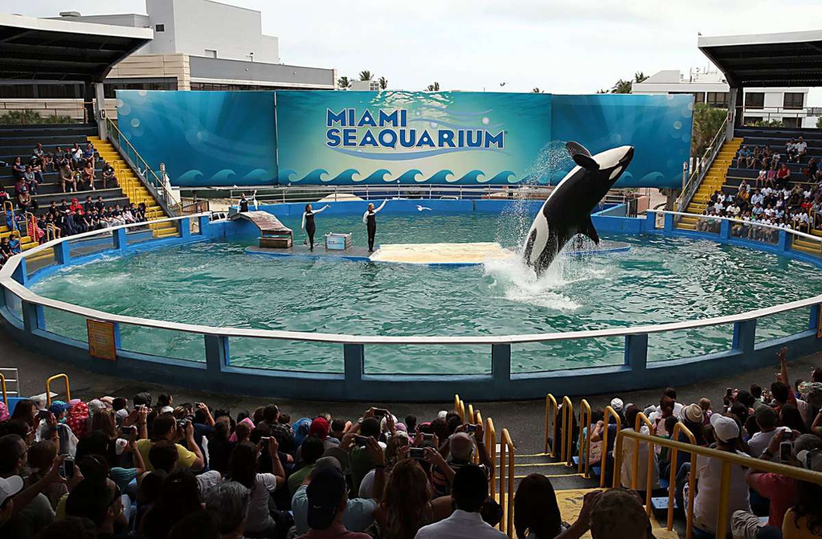 Gefangenschaft im Aquarium: Orca Lolita soll nach 50 Jahren wieder in Freiheit kommen