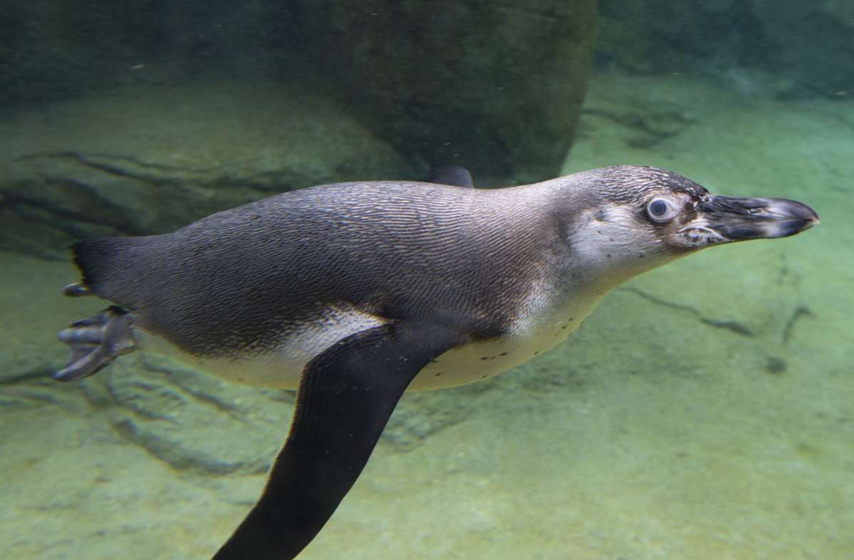 Frankfurter Zoo: Pinguin verschluckt Brillenbügel und muss operiert werden