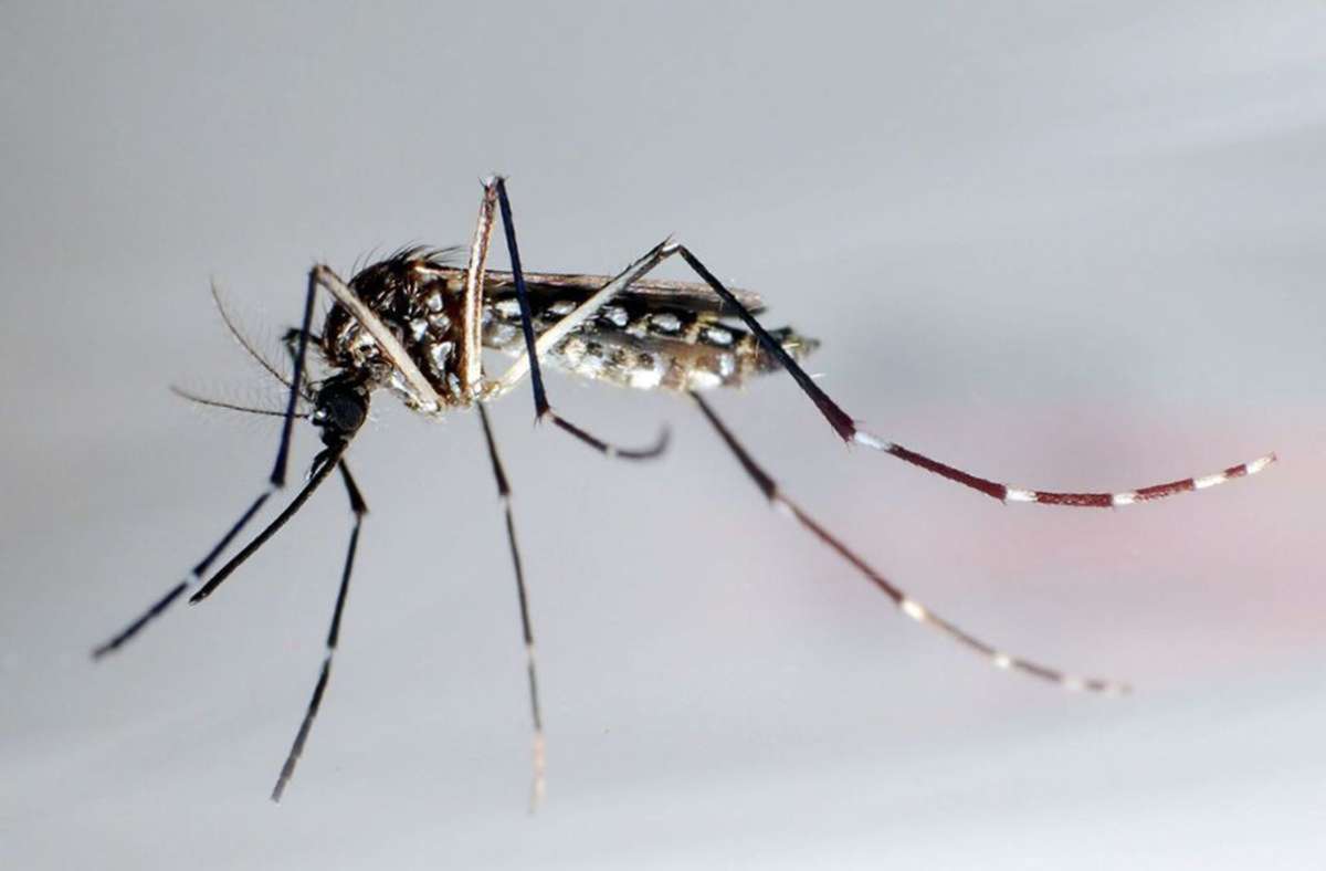 Dengue-Fieber: Dengue-Infektionen sind weltweit auf dem Vormarsch. Schätzungsweise 40 Prozent der Weltbevölkerung leben Gebieten, in denen die Krankheit von tagaktiven Mücken übertragen wird. Fast 400 Millionen Menschen infizieren sich jedes Jahr mit den Viren.