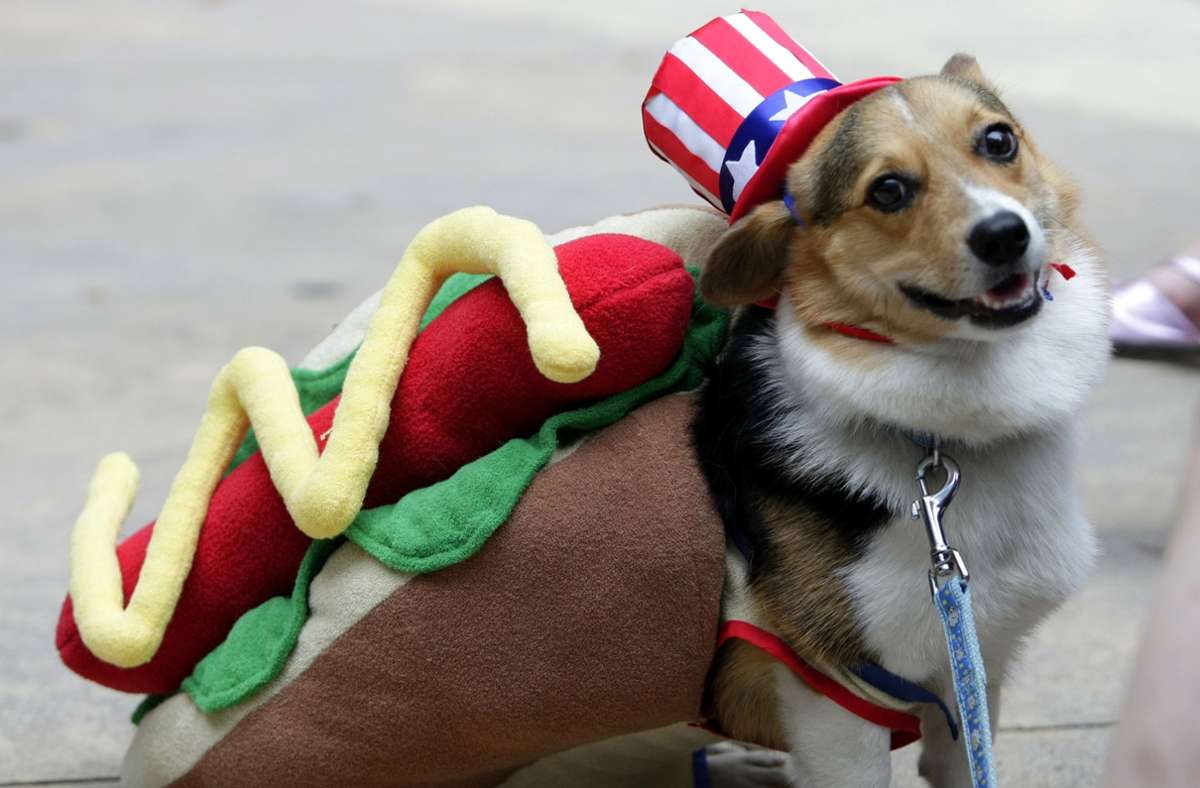 Für das Halloween Festival in Kawasaki muss ein Corgi als eine Art Hotdog herhalten.