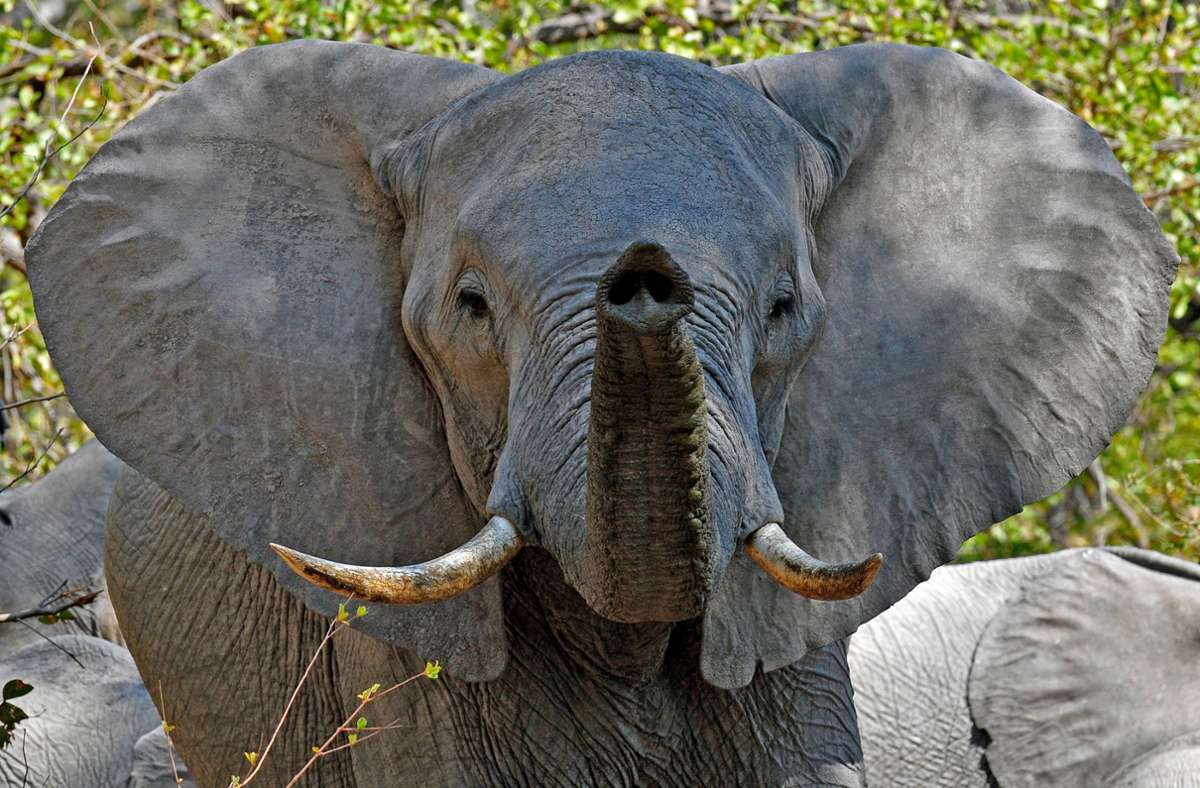 Tausende Nervenzellen im Gesicht: Was die Sinne von Elefanten so besonders macht