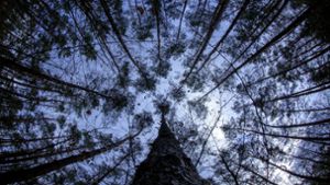 EU-Spagat zwischen Klimaschutz und Waldwirtschaft