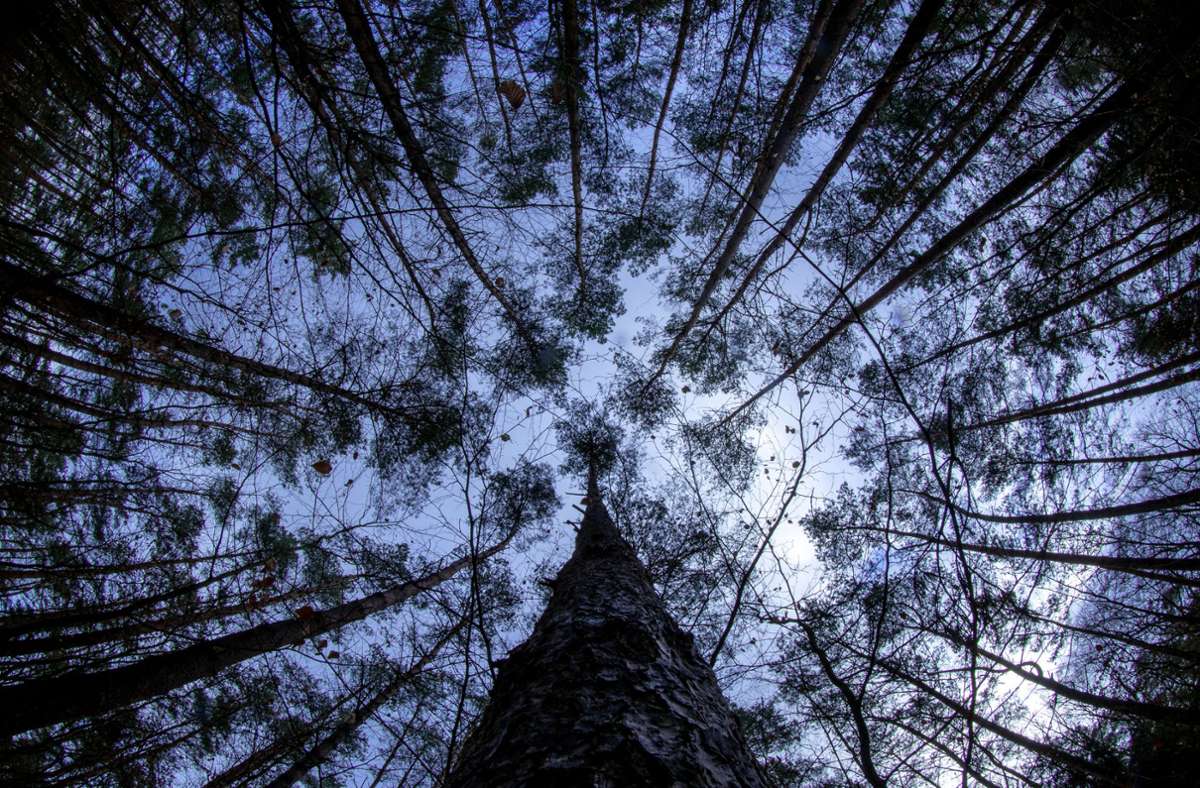 Neue Waldstrategie: EU-Spagat zwischen Klimaschutz und Waldwirtschaft