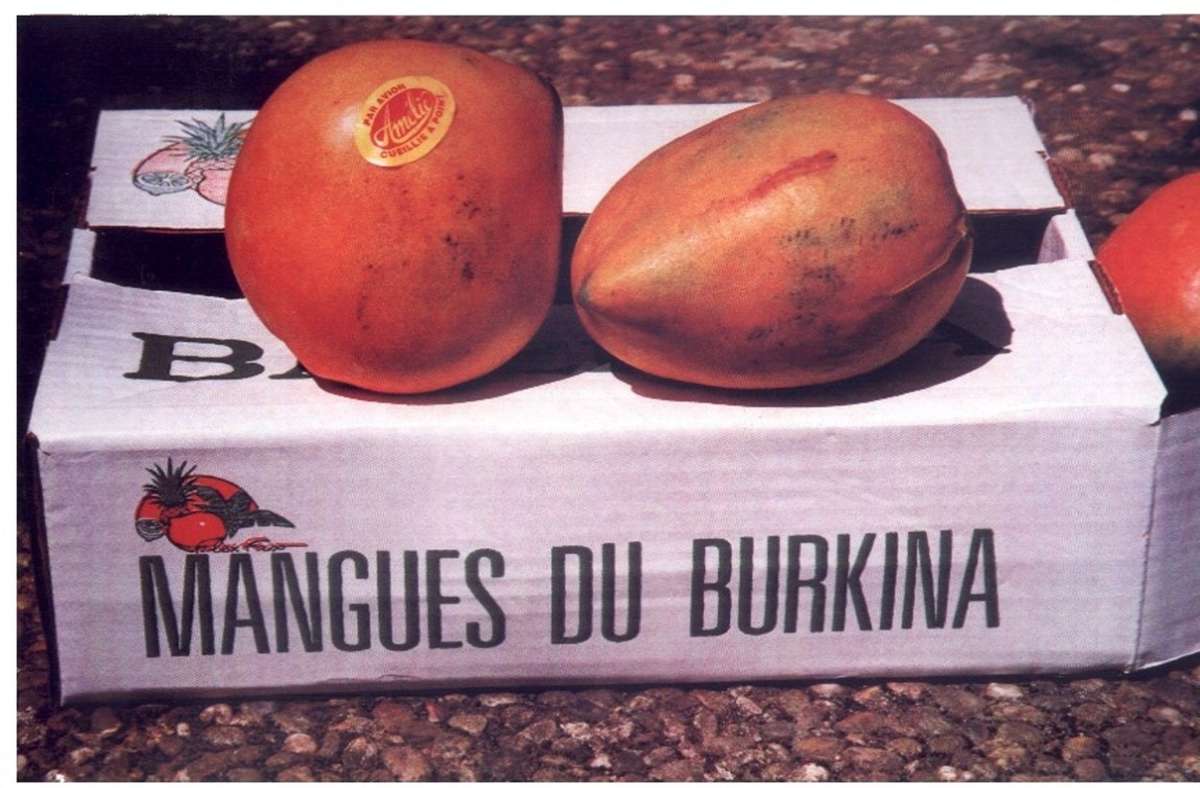 Mangoaktion im Kreis Böblingen: Ab 5. Mai gibt es wieder Mangos aus Burkina Faso