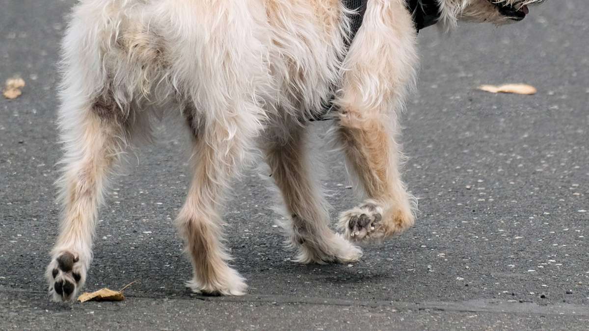 Benningen: 19-Jähriger läuft Hund hinterher und wird angefahren