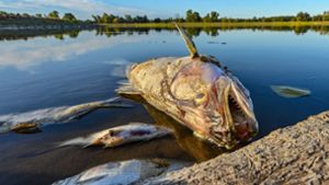 Fischsterben  könnte auch Ostsee treffen