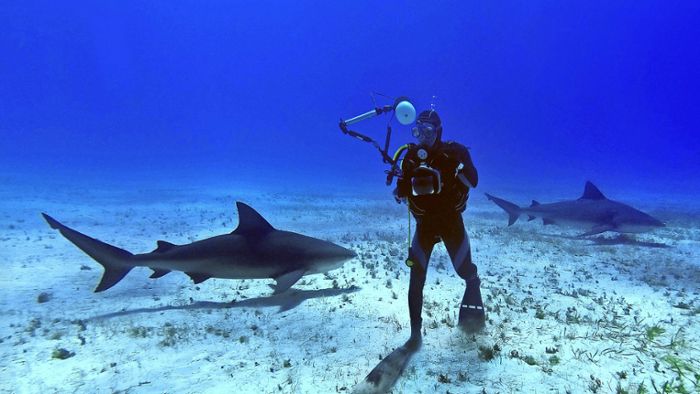 Fotograf bekommt Haie vor die Kamera